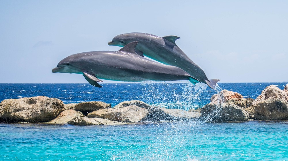 
Schwimmen im ruhigen blauen Ozean 
